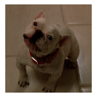 Baff